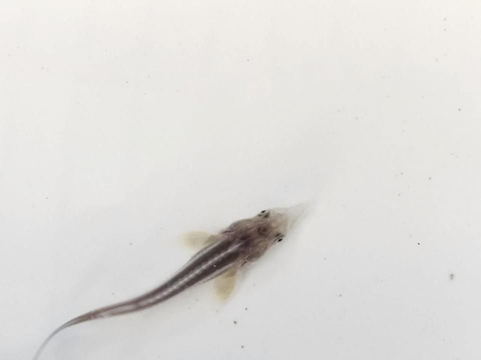  ٥ƥ 9cm2025.06.24ߡ