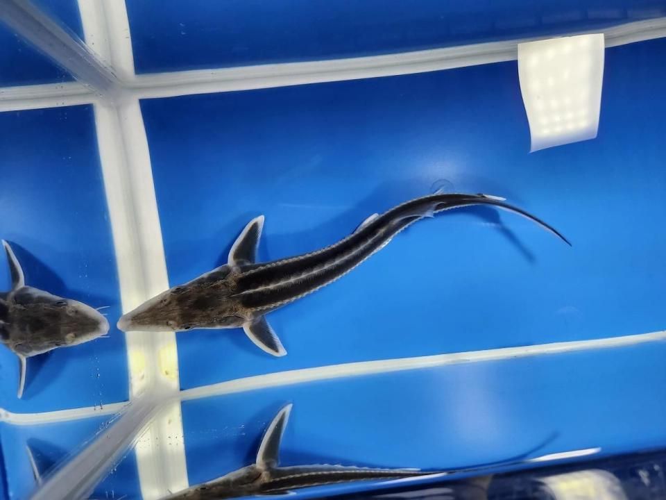 一点もの 訳あり個体 ベステル19cm(2025.10.19現在)