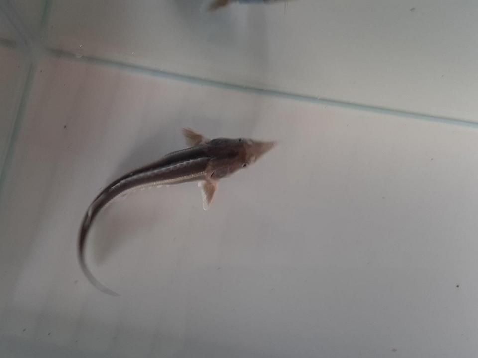  ٥ƥ 9cm2025.06.24ߡ