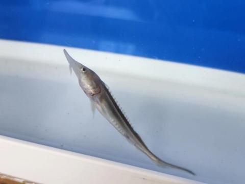  ٥ƥ 6cm2025.07.18ߡ
