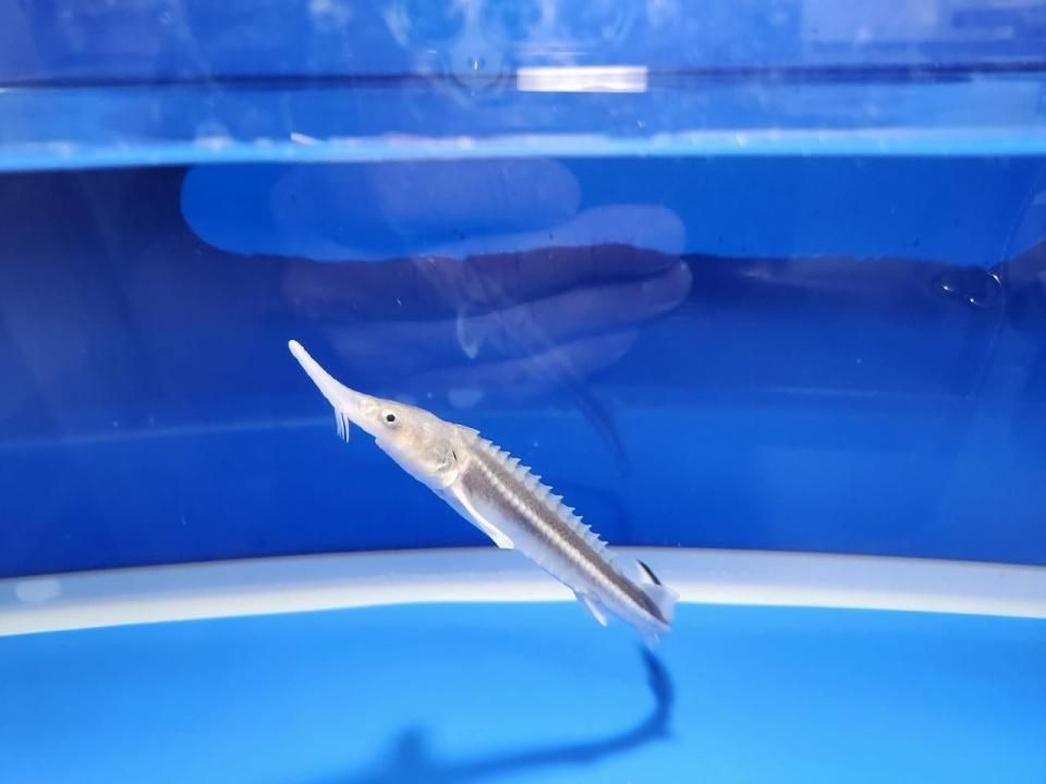  ٥ƥ 13cm2025.10.13ߡ