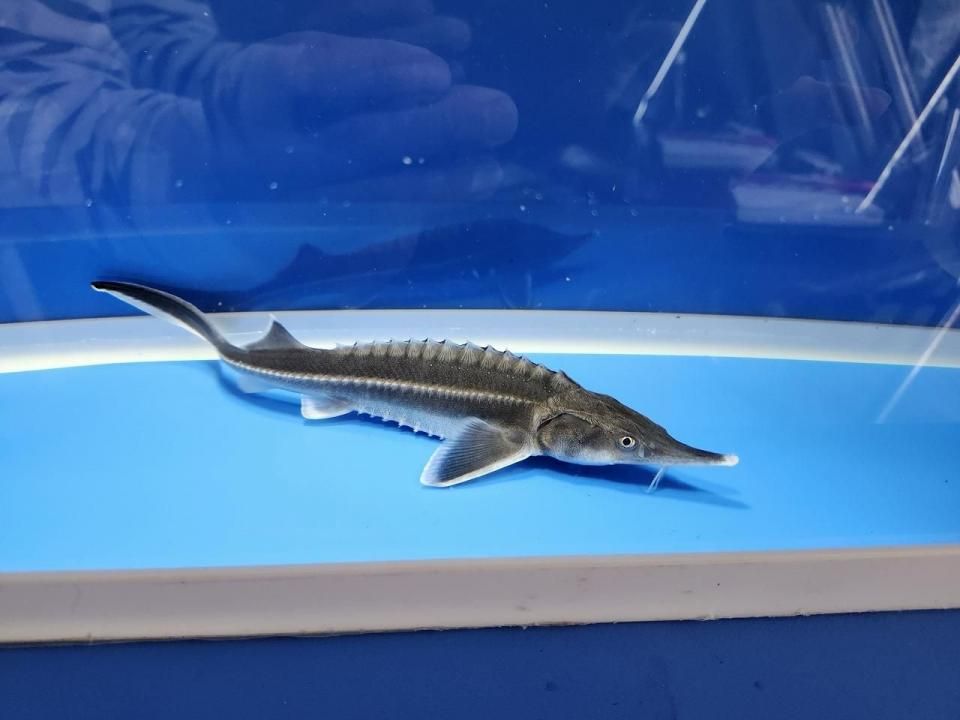 一点もの ベステル 18cm(2025.11.03現在)