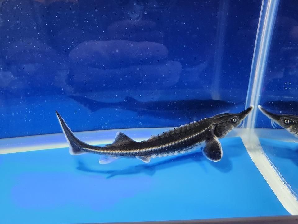 一点もの ベステル 17cm(2025.11.13現在)