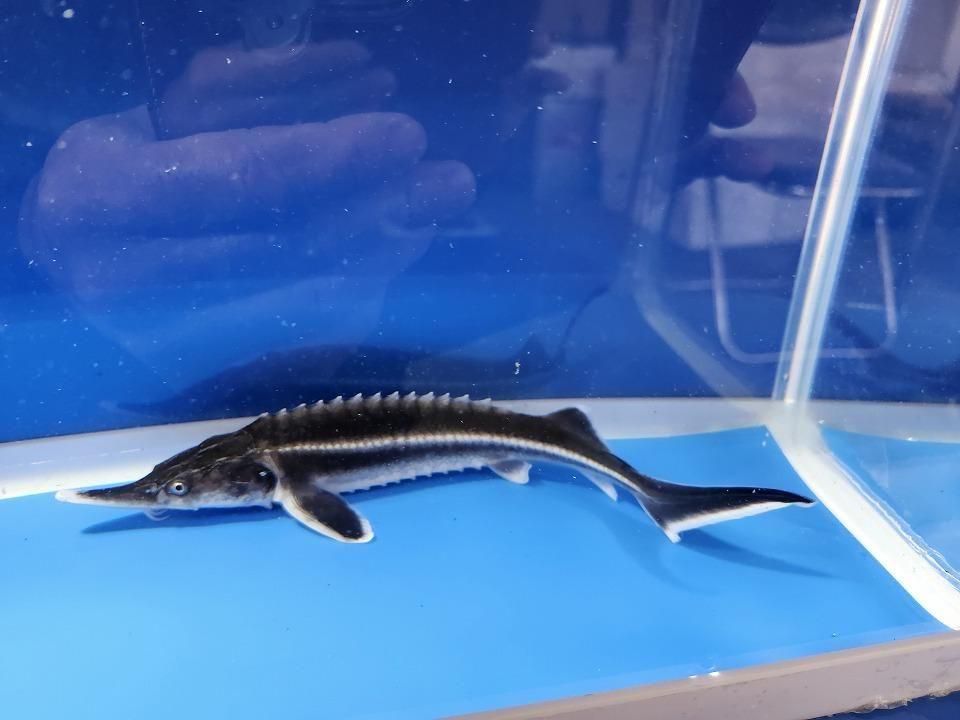  ٥ƥ 19cm2025.11.27ߡ