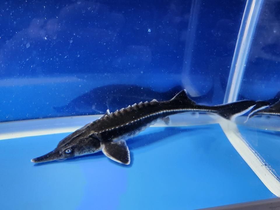 一点もの ベステル 19cm(2025.12.08現在)