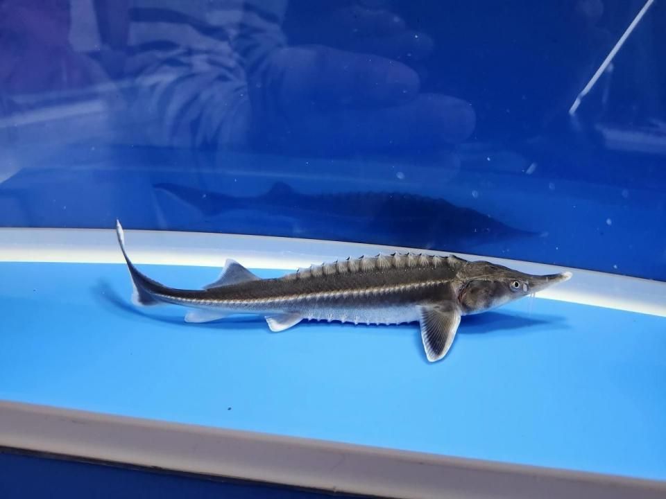 一点もの ベステル 18cm(2025.11.03現在)