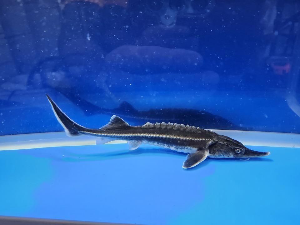 一点もの ベステル 17cm(2025.11.13現在)