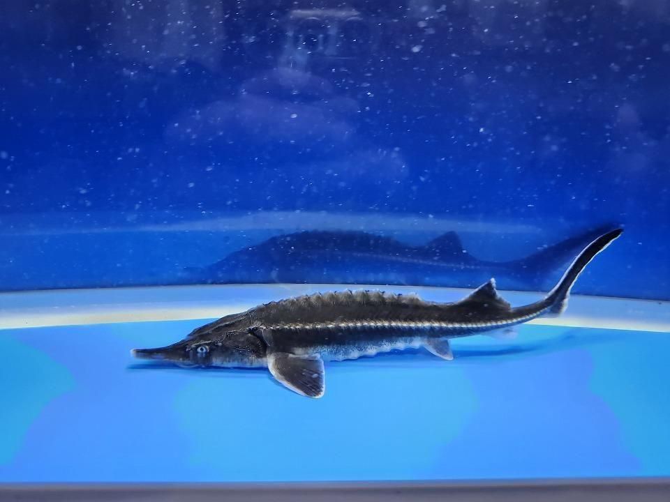 一点もの ベステル 19cm(2025.12.08現在)