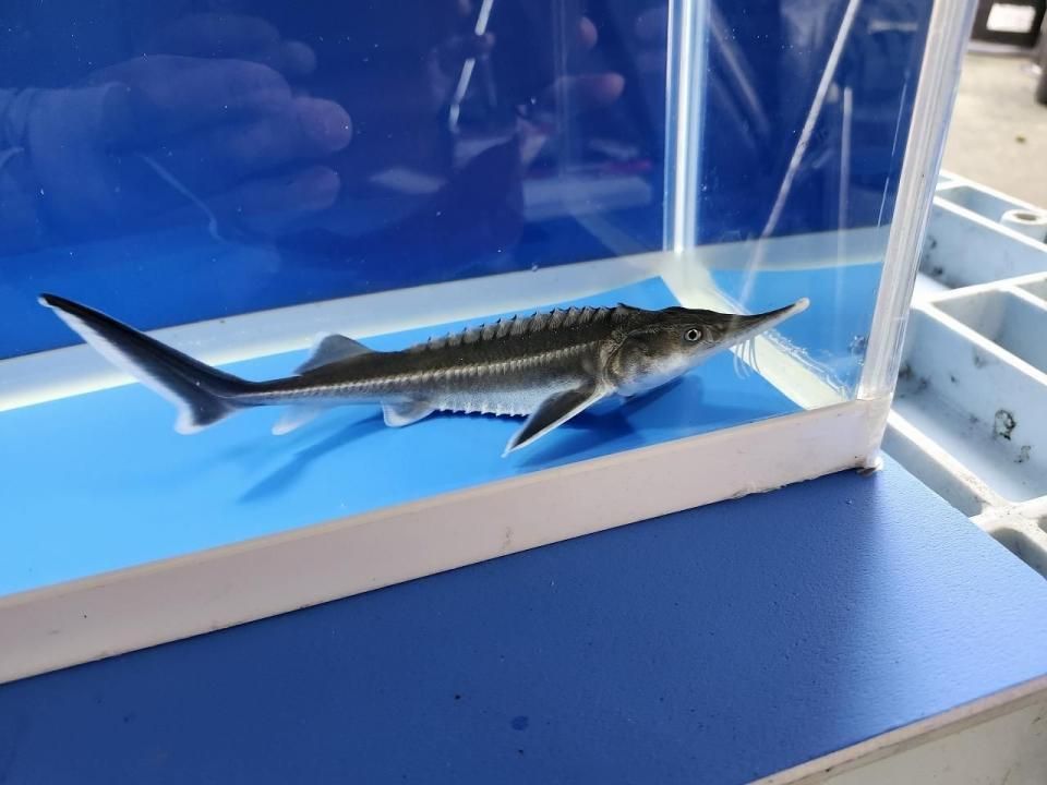 一点もの ベステル 18cm(2025.11.03現在)