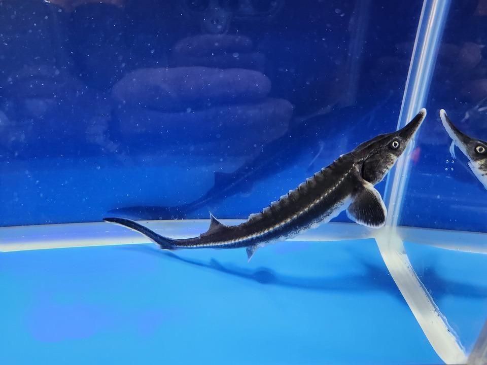 一点もの ベステル 17cm(2025.11.13現在)