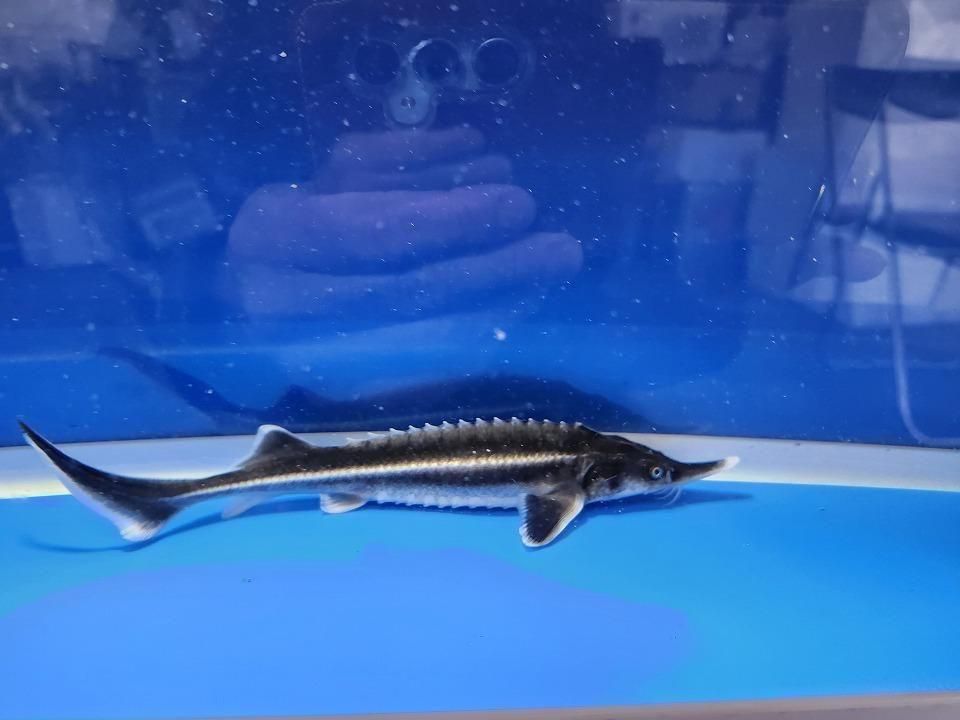  ٥ƥ 19cm2025.11.27ߡ