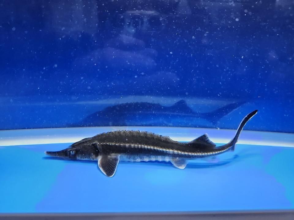 一点もの ベステル 19cm(2025.12.08現在)