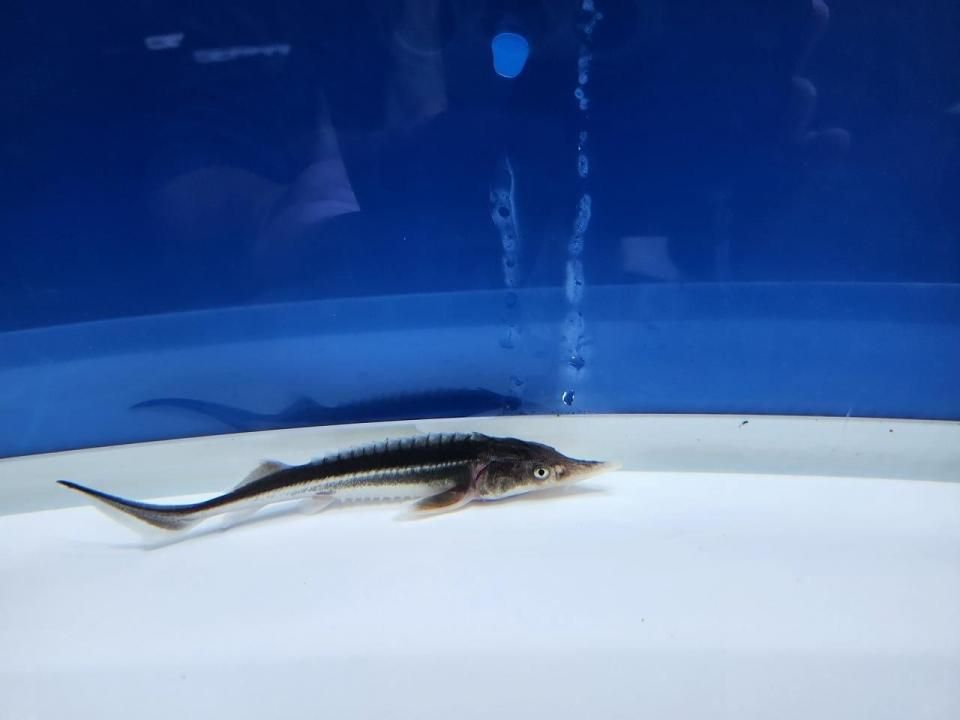  ٥ƥ 12cm2025.09.08ߡ