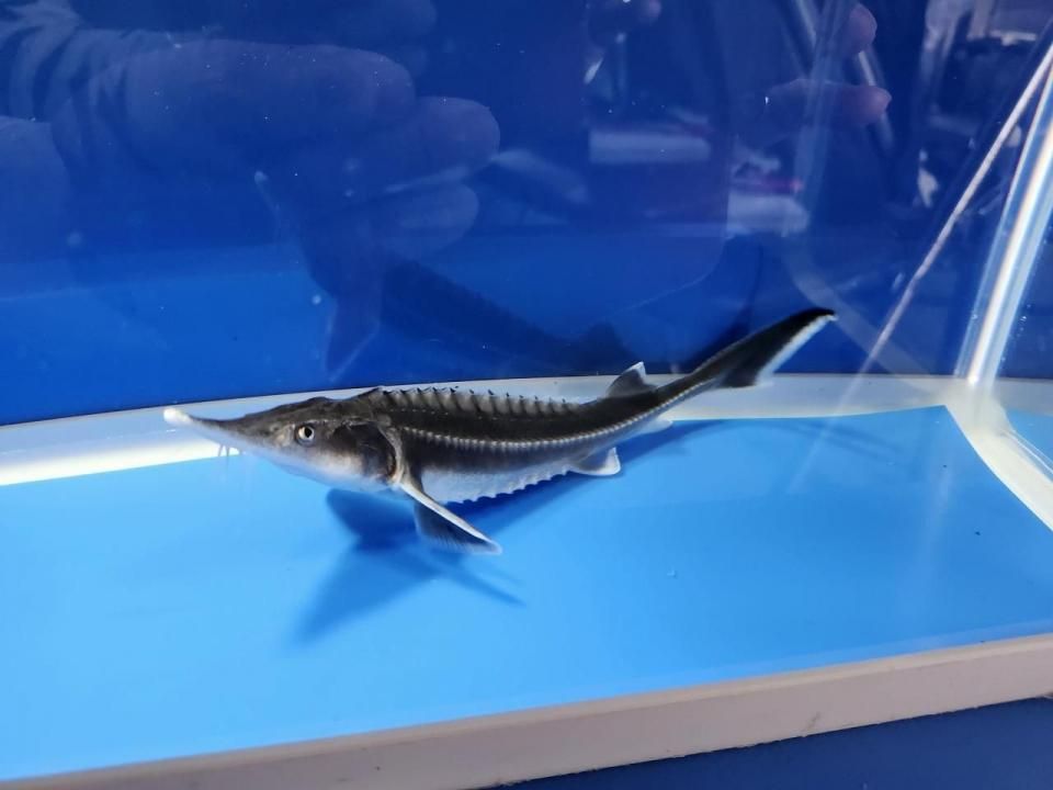 一点もの ベステル 18cm(2025.11.03現在)