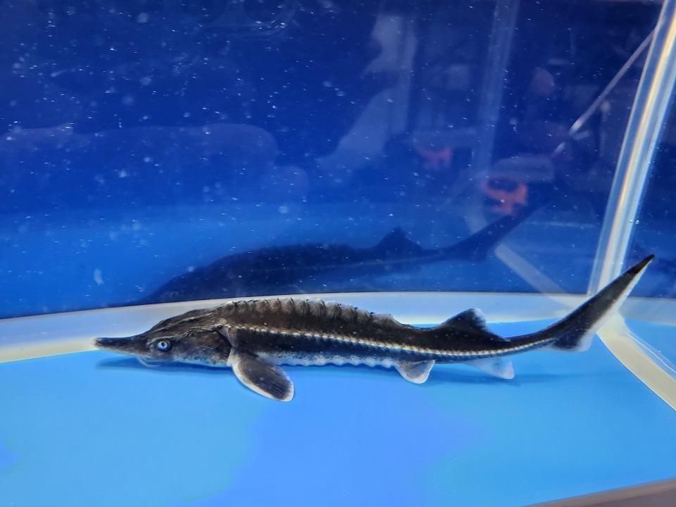 一点もの ベステル 17cm(2025.11.13現在)