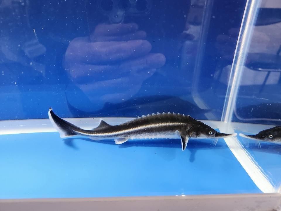  ٥ƥ 19cm2025.11.27ߡ