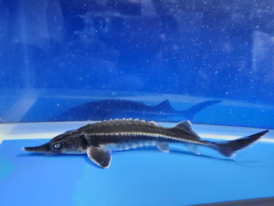 一点もの ベステル 19cm(2025.12.08現在)