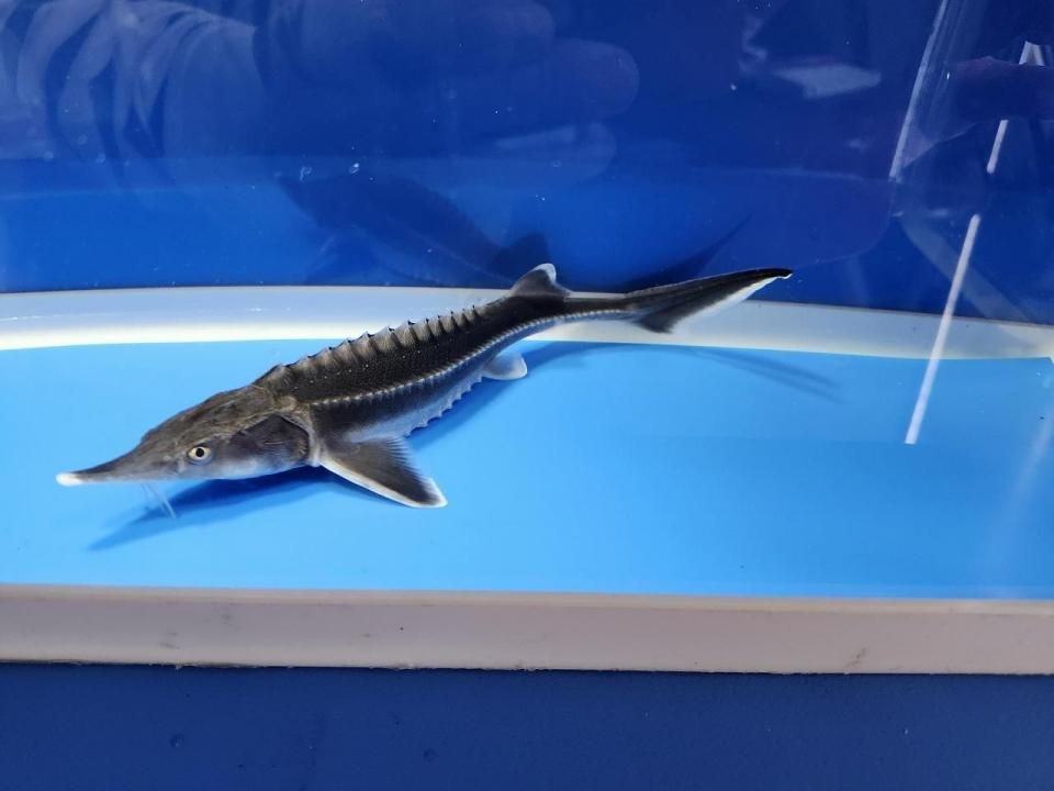 一点もの ベステル 18cm(2025.11.03現在)