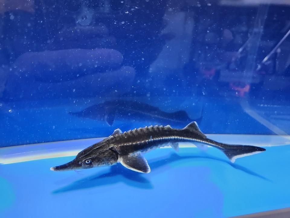 一点もの ベステル 17cm(2025.11.13現在)