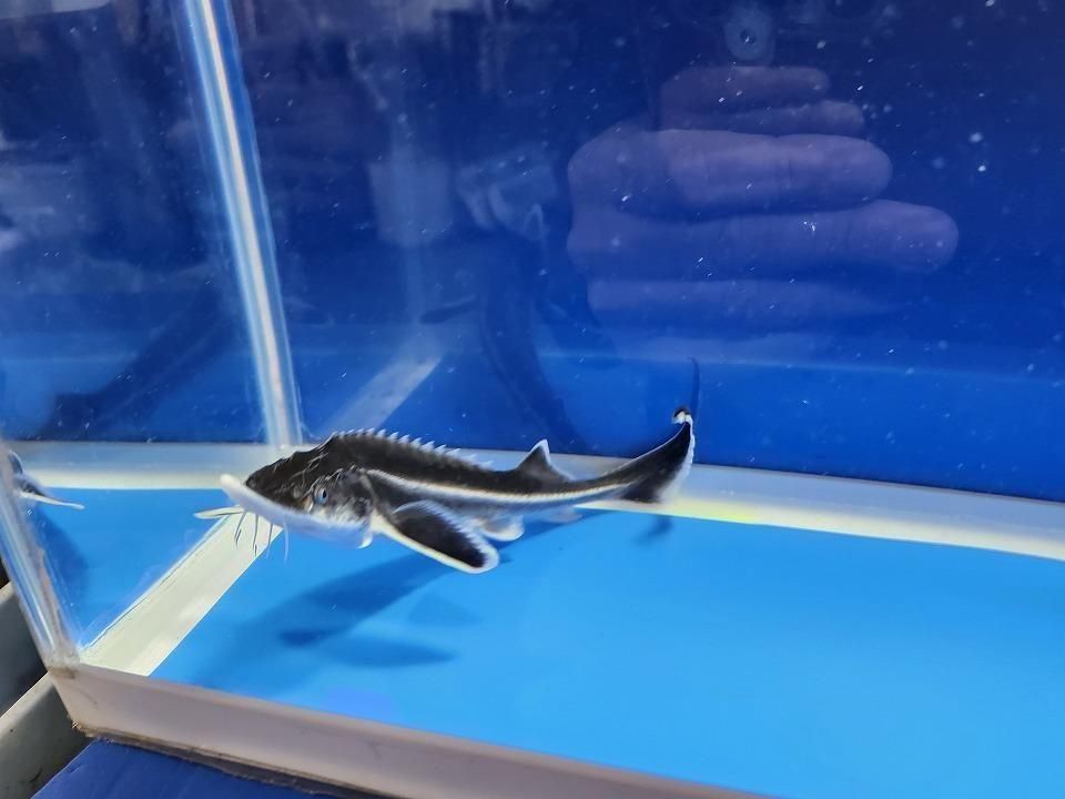  ٥ƥ 19cm2025.11.27ߡ