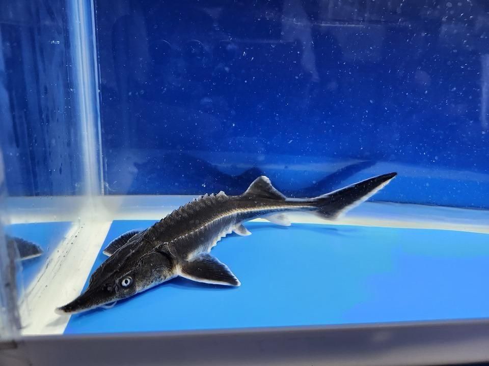 一点もの ベステル 19cm(2025.12.08現在)