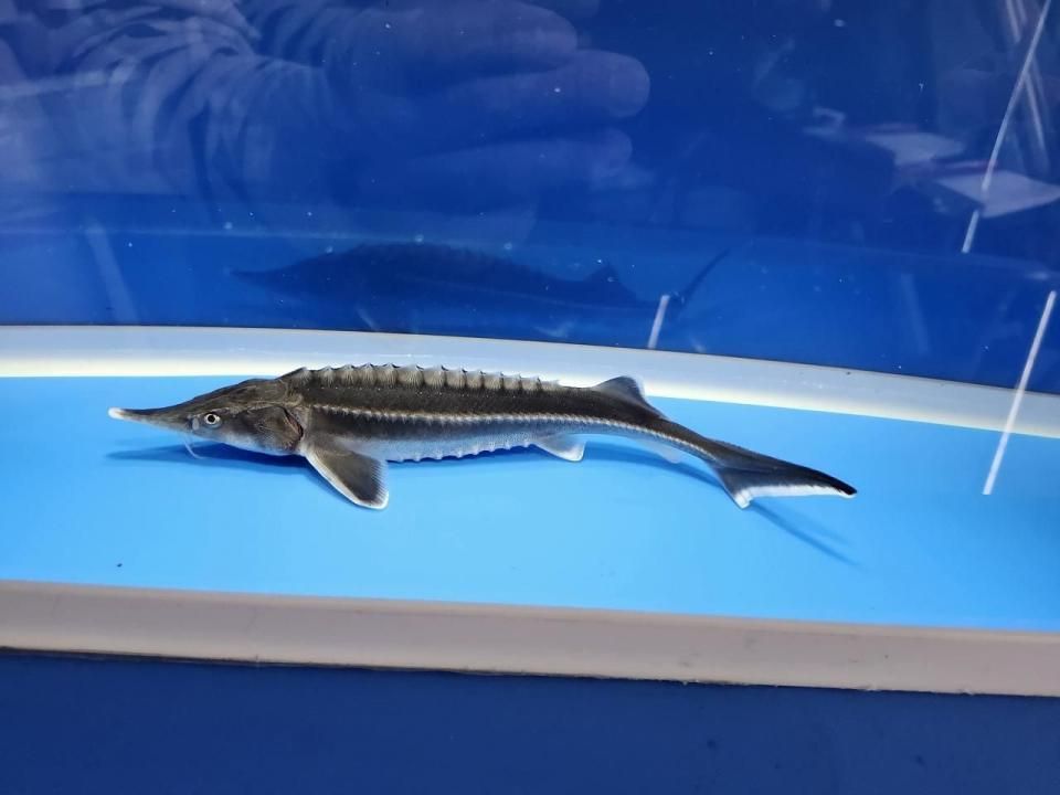 一点もの ベステル 18cm(2025.11.03現在)