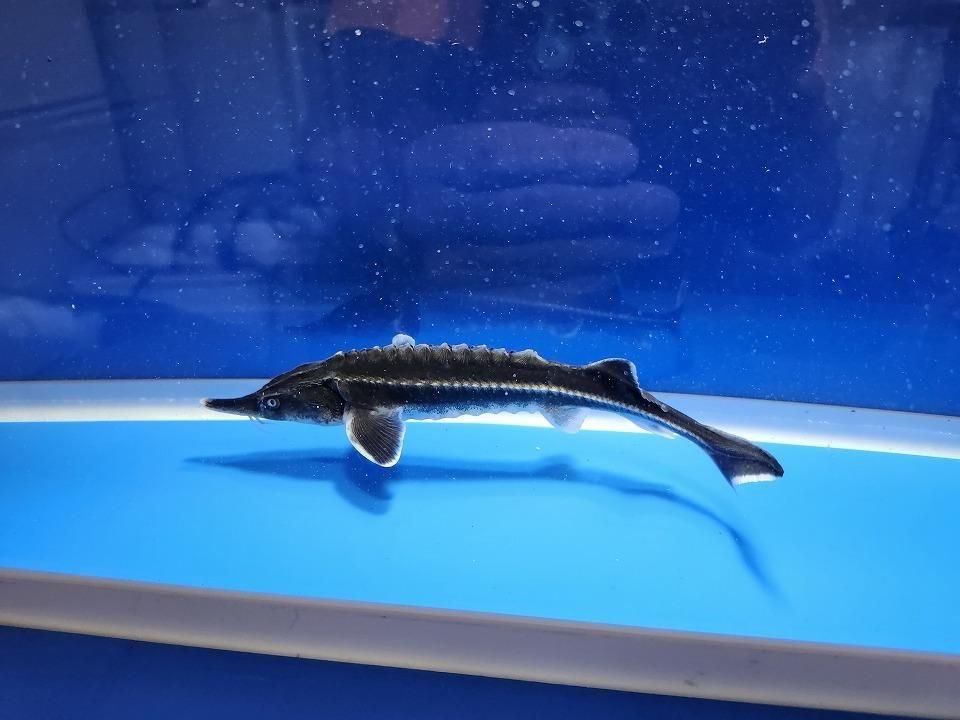 一点もの ベステル 17cm(2025.11.13現在)