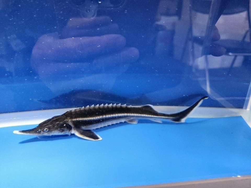  ٥ƥ 19cm2025.11.27ߡ