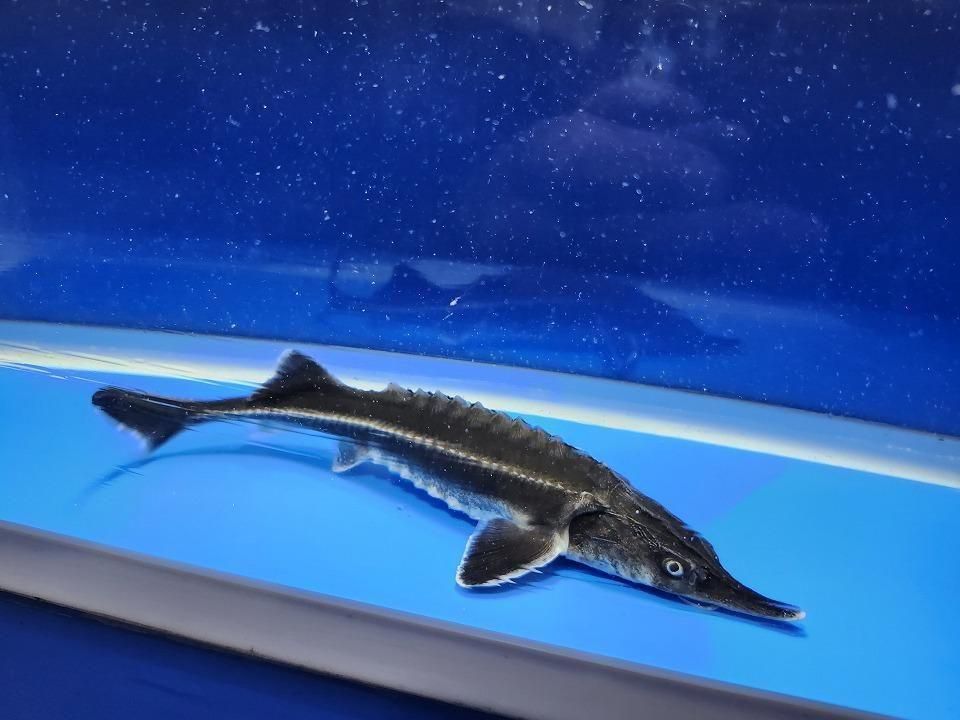 一点もの ベステル 19cm(2025.12.08現在)