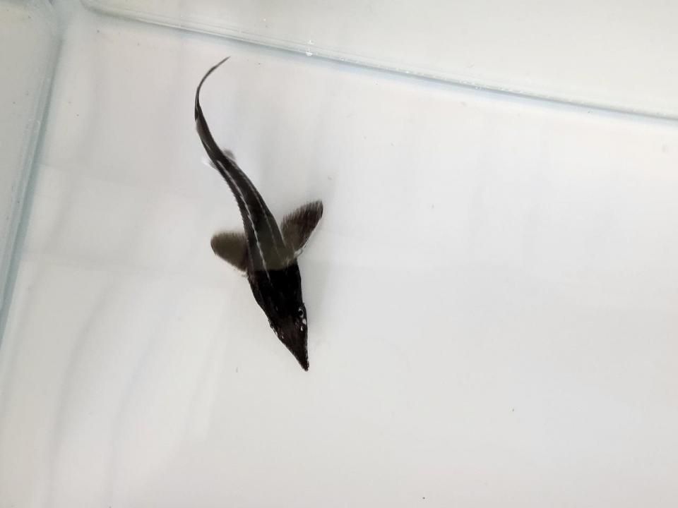  ٥ƥ ߥ硼 13cm2025.07.11ߡ