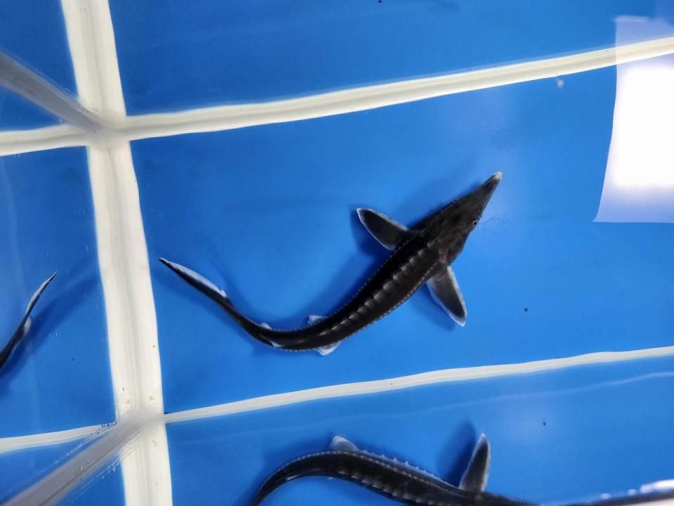 一点もの ベステル 18cm(2025.11.03現在)