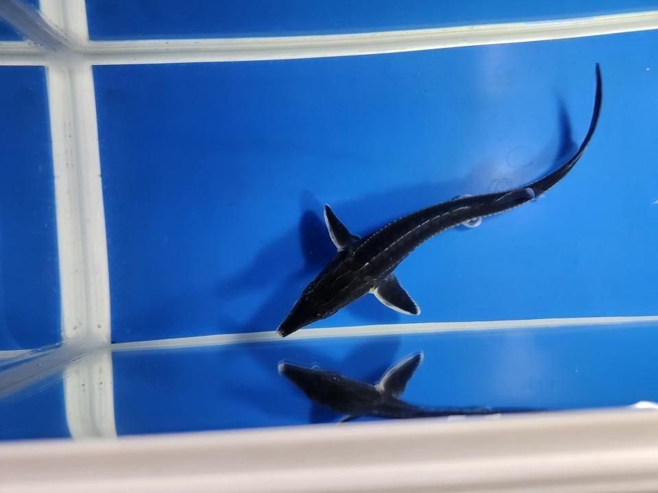 一点もの ベステル 17cm(2025.11.13現在)