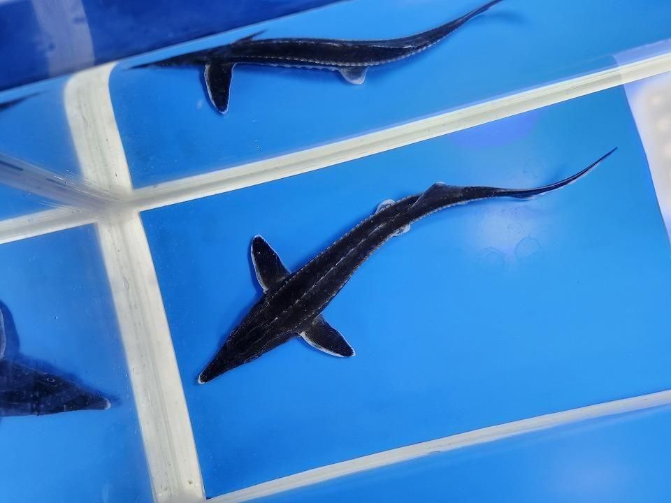 一点もの ベステル 19cm(2025.12.08現在)