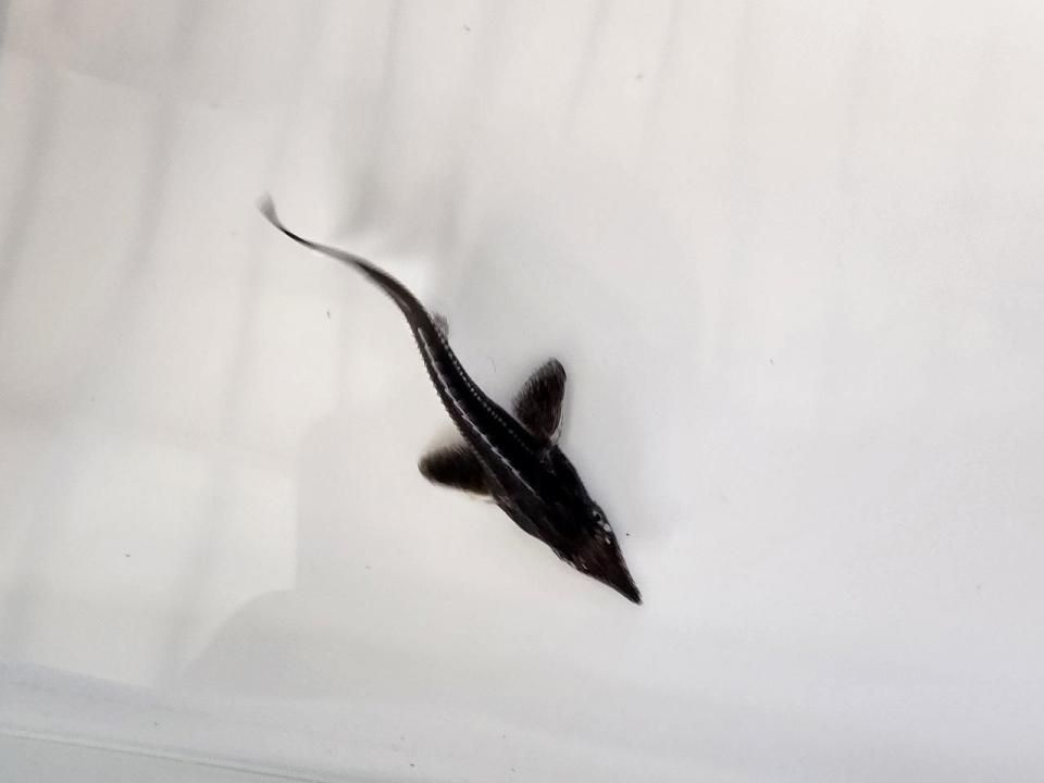  ٥ƥ ߥ硼 13cm2025.07.11ߡ