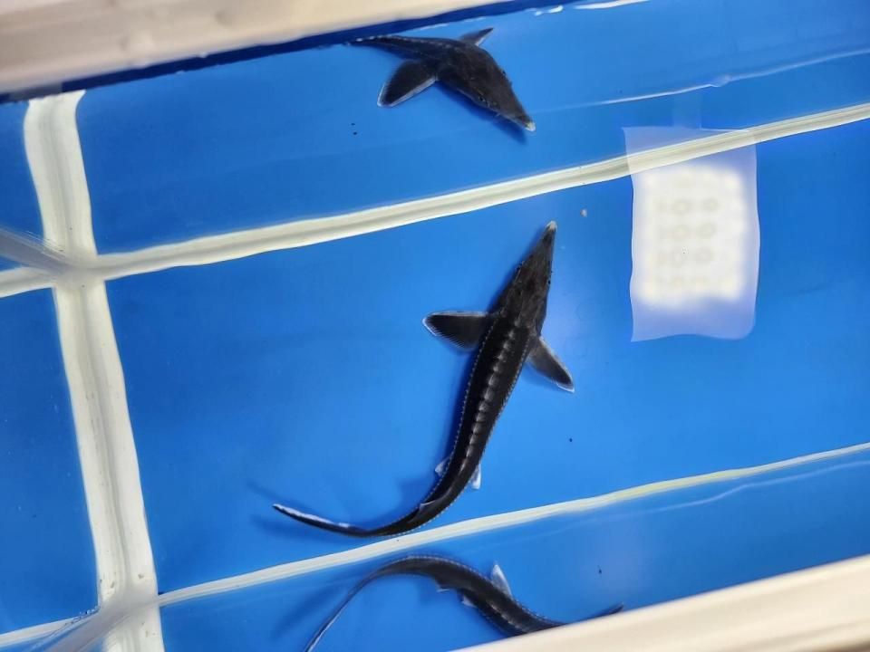 一点もの ベステル 18cm(2025.11.03現在)