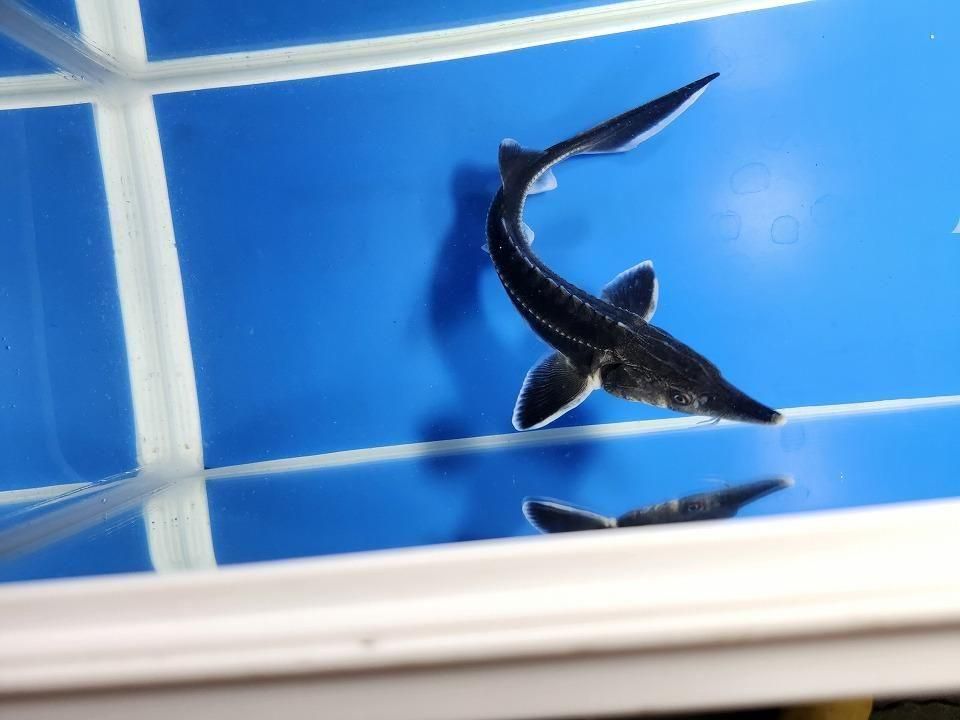 一点もの ベステル 17cm(2025.11.13現在)