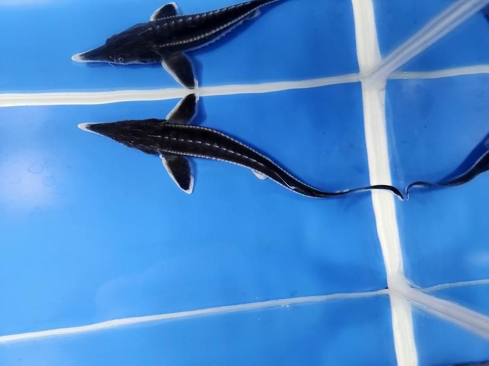  ٥ƥ 19cm2025.11.27ߡ