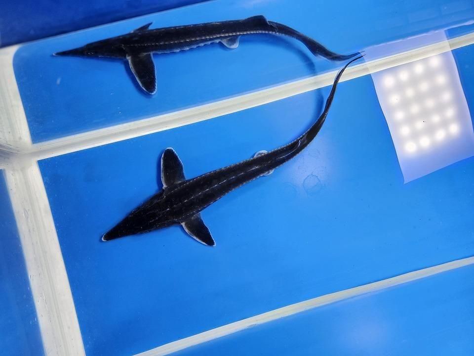 一点もの ベステル 19cm(2025.12.08現在)