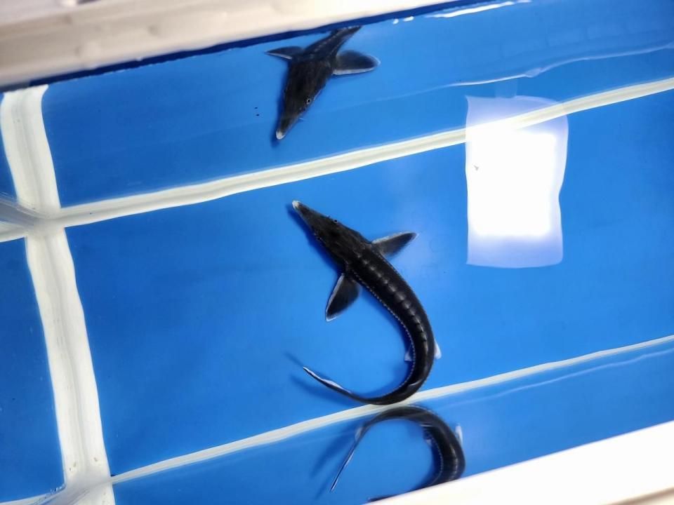 一点もの ベステル 18cm(2025.11.03現在)