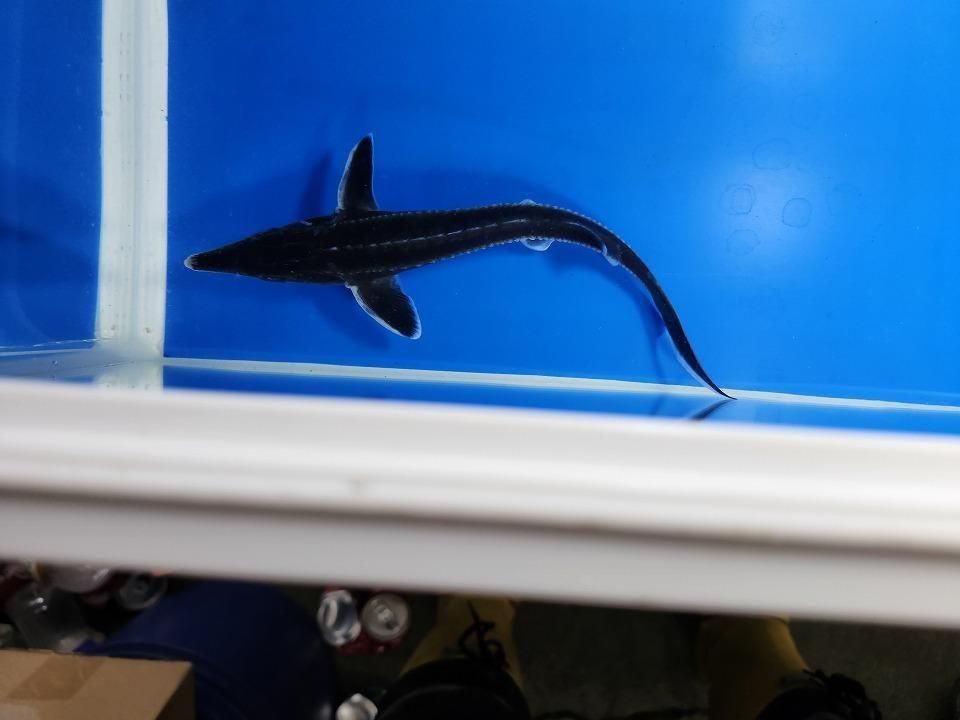 一点もの ベステル 17cm(2025.11.13現在)