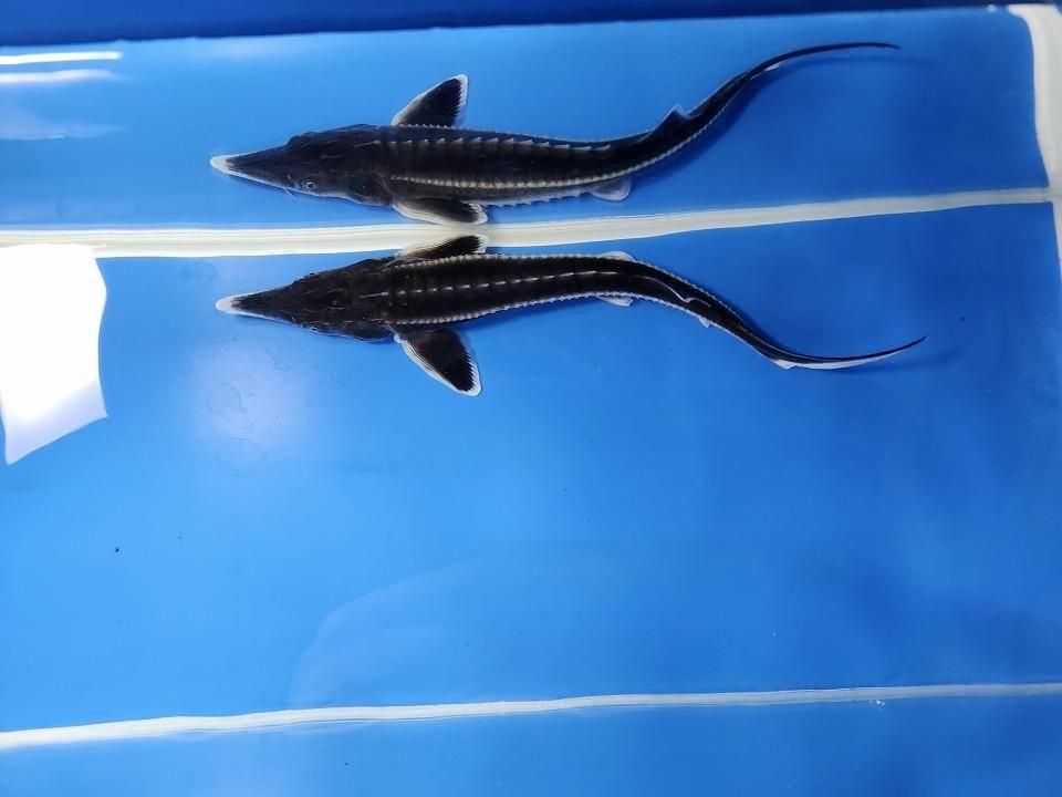  ٥ƥ 19cm2025.11.27ߡ