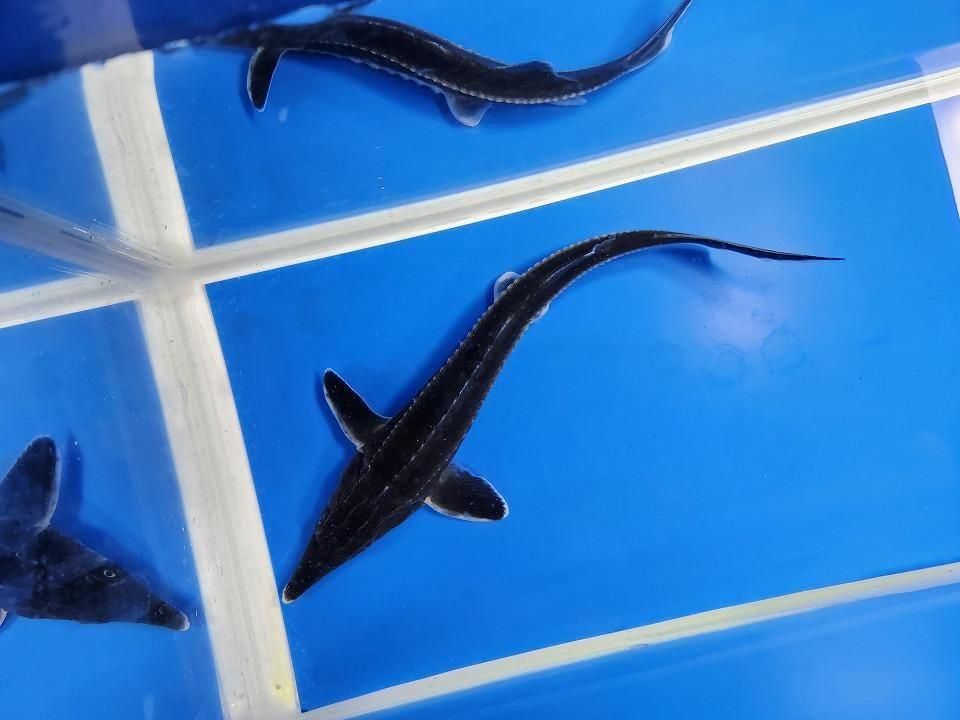 一点もの ベステル 19cm(2025.12.08現在)