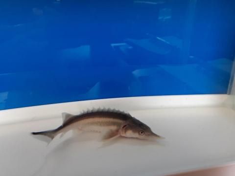  ٥ƥ ߥ硼 13cm2025.07.11ߡ