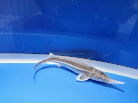  ٥ƥ 15cm2025.10.27ߡ