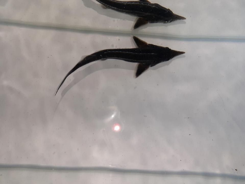  祦 17cm2025.07.03ߡ