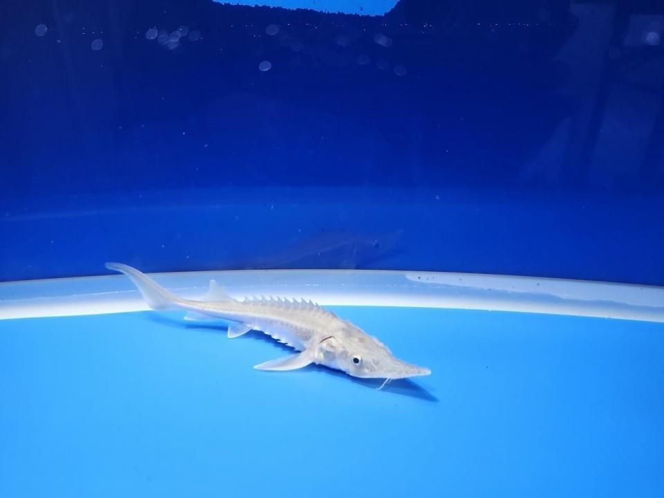 一点もの シベリアチョウザメ 11cm(2025.10.17現在)