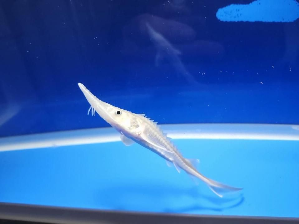 一点もの シベリアチョウザメ 11cm(2025.10.17現在)