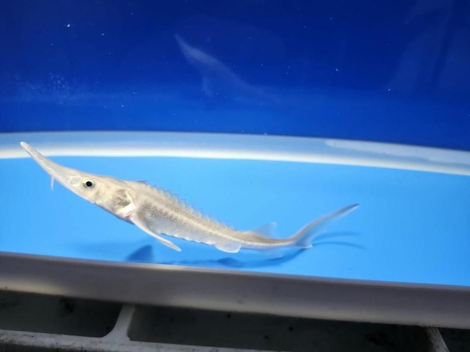 一点もの シベリアチョウザメ 11cm(2025.10.17現在)