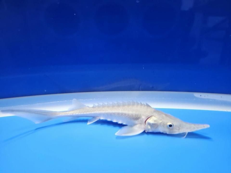 一点もの シベリアチョウザメ 11cm(2025.10.17現在)