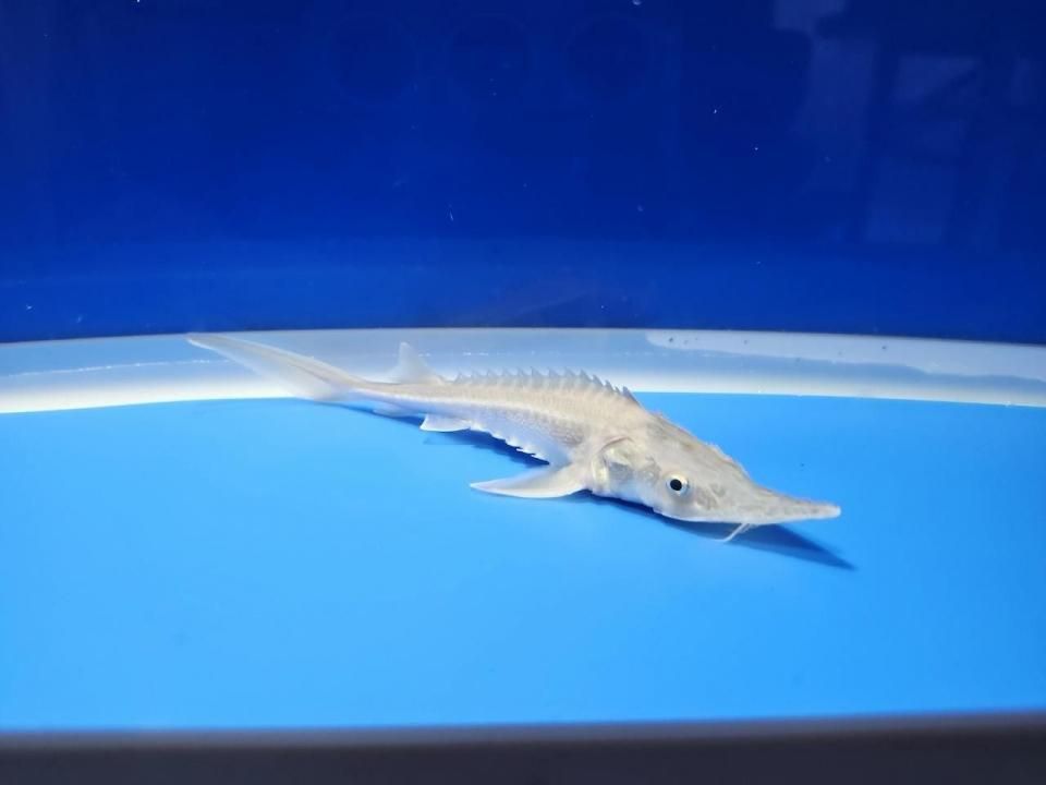 一点もの シベリアチョウザメ 11cm(2025.10.17現在)
